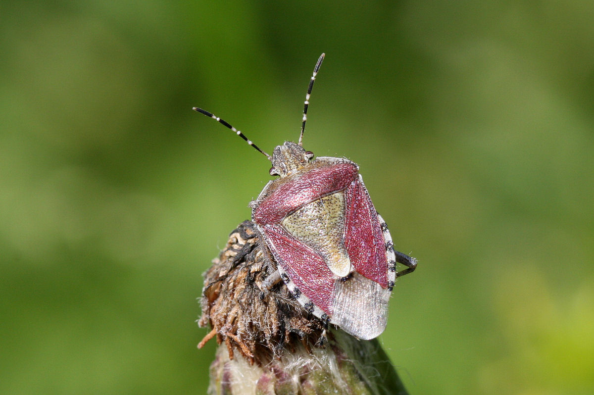 Pentatomidae: Dolycoris baccarum di Castel Maggiore (BO)